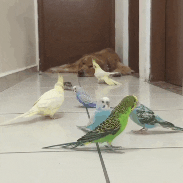 dog birds and hamster 