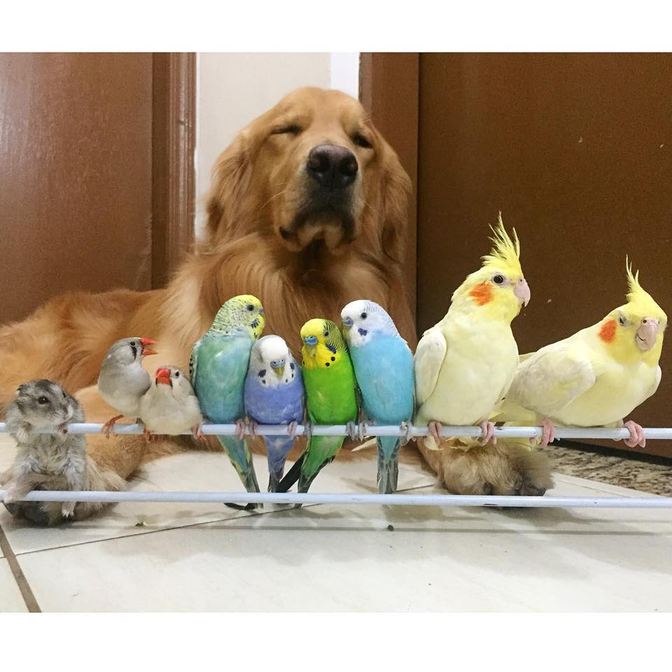 dog birds and hamster 