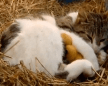 Farmers Thought Their New Ducklings Were Killed: Watch What Really Happened