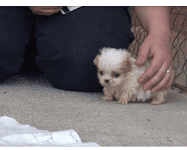 This Puppy And His Best Friend Are Inseparable, But Wait Until You See Who His Friend Is