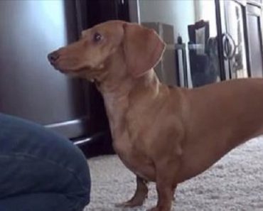 This Dachshund’s Dramatic Trick Is Sure To Make You Smile