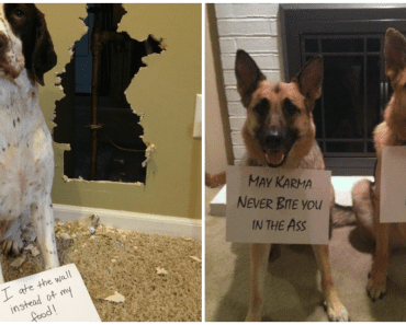 Hilarious Dog Shaming Photos That Are Guaranteed To Make You Smile