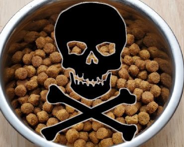 Recall On Particular Dog Food After Euthanasia Substance Discovered And Dog Passes Away