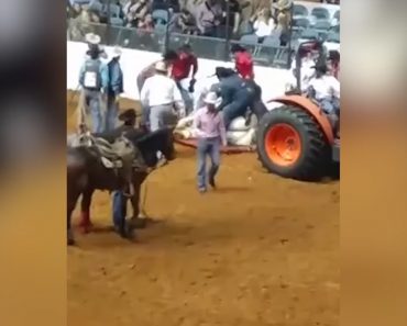 Boycott Of Rodeos Called For After Horse Dies In Tragic Rodeo Accident