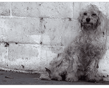 This Sweet Homeless Poodle Realizes She Is Being Rescued And Her Reaction Is Beautiful