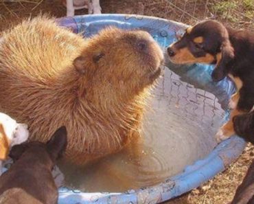 Every Animal On The Refuge Falls In Love With This Capybara