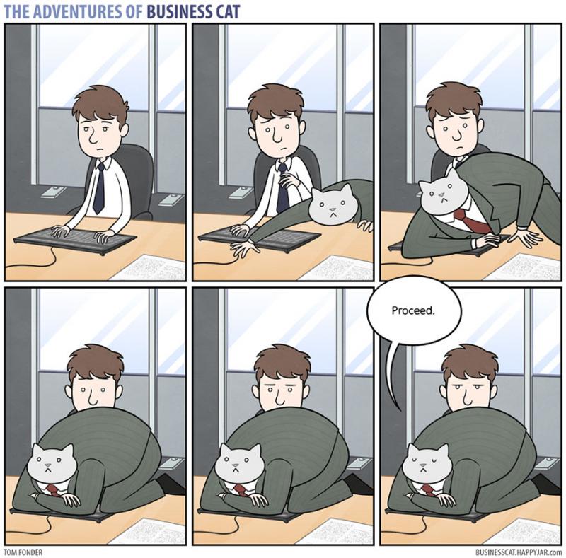 cat boss 4