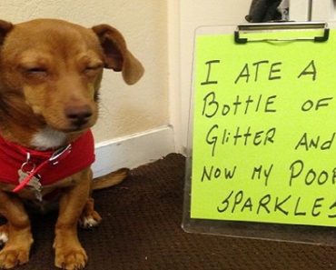Some Of The Most Hilarious Dog Shaming Photos Ever Are Guaranteed To Make You Smile