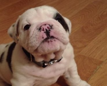 This English Bulldog Puppy Throws A Tantrum Like Nothing You’ve Ever Seen