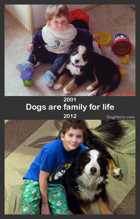 families dogs 
