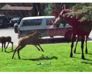 This Moose Family Is Having The Best Day Ever, Thanks To Some Kind People