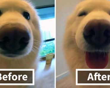 People Post Photos Of Their Pets Before & After Being Called A “Good Boy”