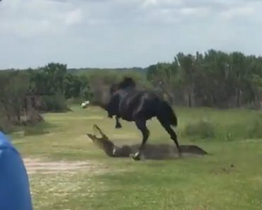 Horse Attacks Alligator In Florida
