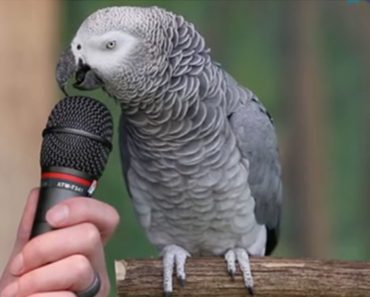 What This Parrot Can Say In Response To His Trainer Is Astounding…