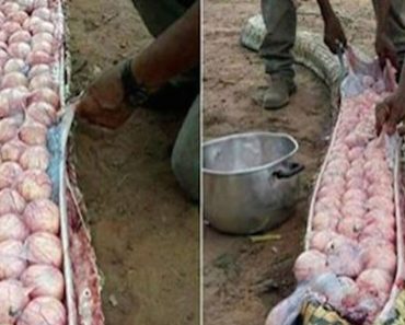 They Captured A Giant Snake And Thought It Had Eaten A Calf, But Found These Inside It