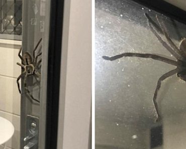 Couple Is Sitting Down Eating A Normal Dinner Until A Spider The Size Of Their Plates Shows Up
