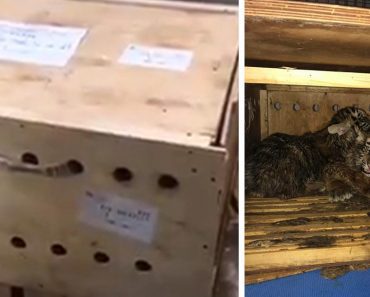 Box With Trapped Tiger Cubs Sat Inside Airport For Days