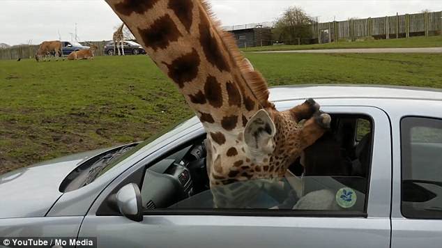 giraffe shatters car window