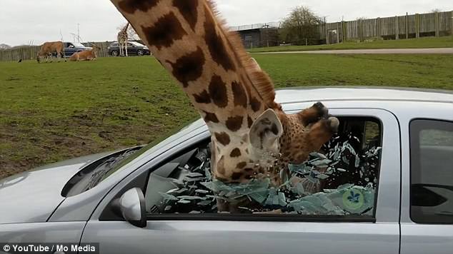 giraffe shatters car window