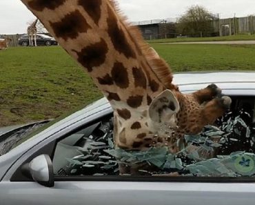 Car Window Shatters On Giraffe’s Head As Couple Try To Wind It Up