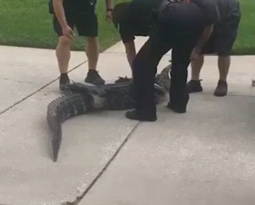 Alligator Headbutts Policeman And Knocks Him Out Cold
