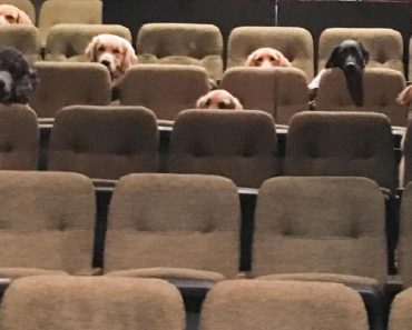 A Group Of Service Dogs Attend A Live Musical As Part Of Their Training